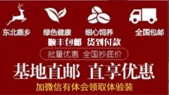 鹿鞭酒用于肾虚，藏鹰酒温补壮阳【男士补酒】