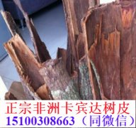性感女神喝出来马来草药“卡琪花蒂玛”